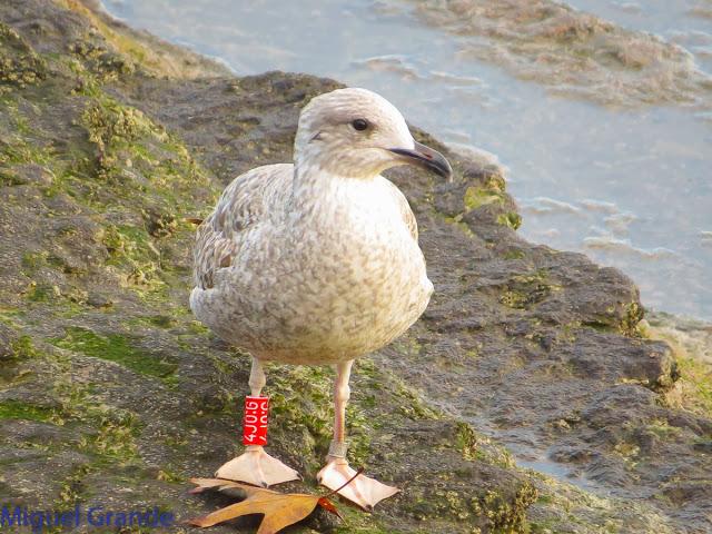 GAVIOTAS EN HONDARRIBIA