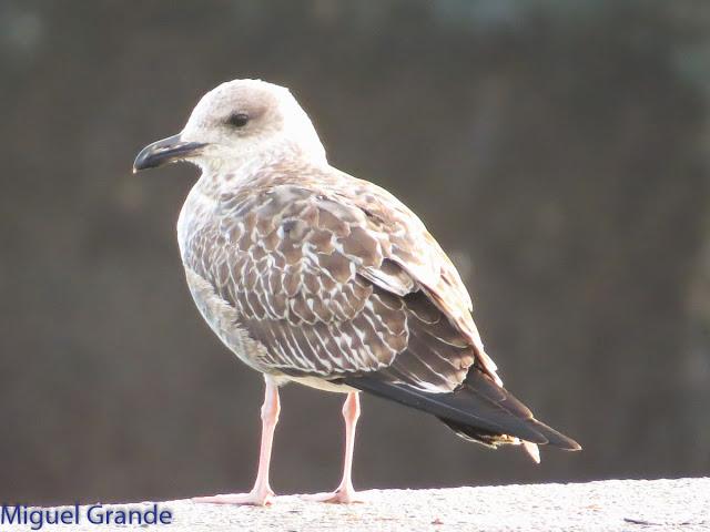 GAVIOTAS EN HONDARRIBIA