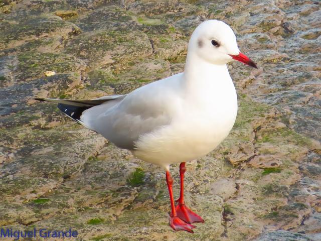 GAVIOTAS EN HONDARRIBIA