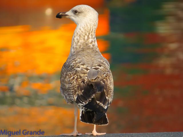 GAVIOTAS EN HONDARRIBIA