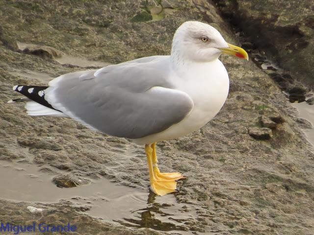 GAVIOTAS EN HONDARRIBIA