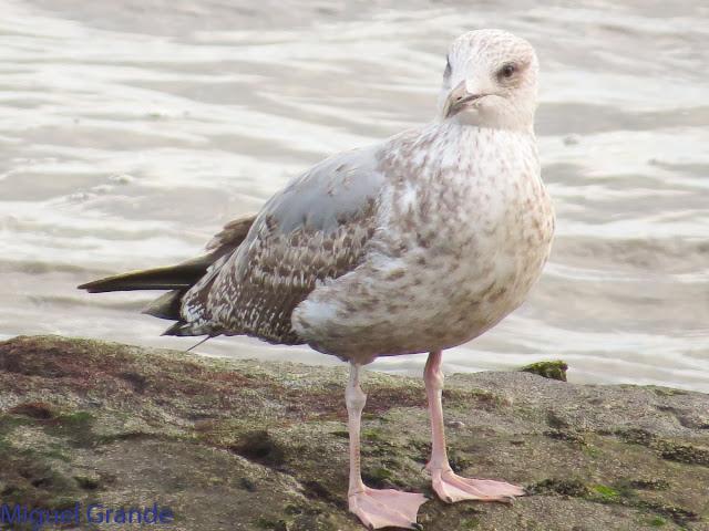 GAVIOTAS EN HONDARRIBIA