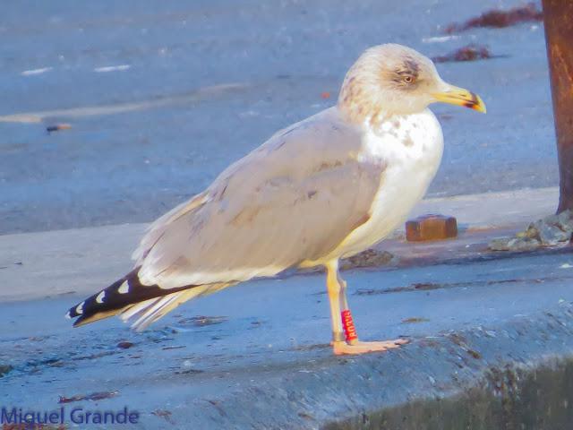 GAVIOTAS EN HONDARRIBIA