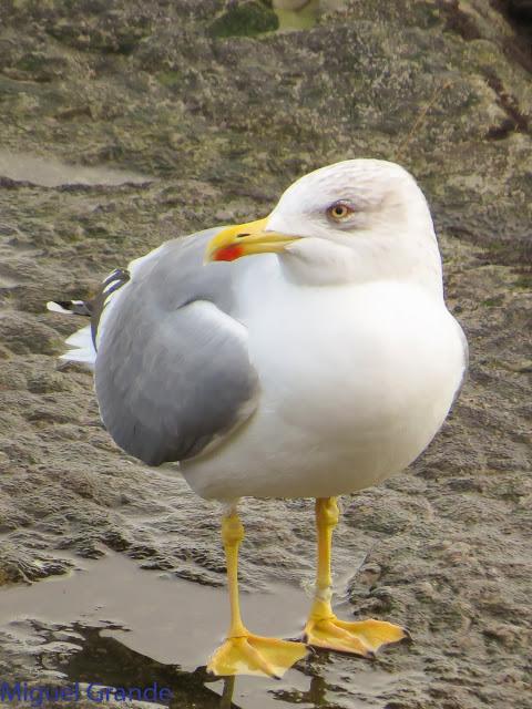 GAVIOTAS EN HONDARRIBIA