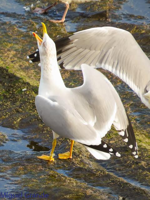 GAVIOTAS EN HONDARRIBIA