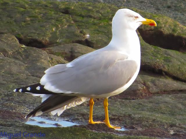 GAVIOTAS EN HONDARRIBIA