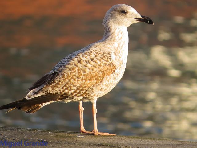 GAVIOTAS EN HONDARRIBIA