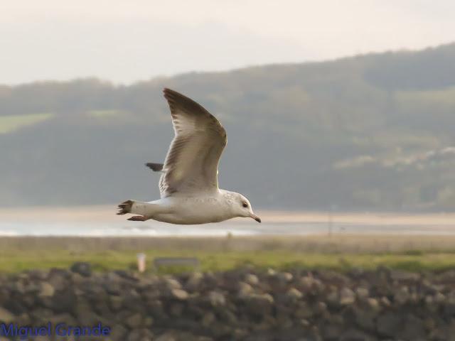 GAVIOTAS EN HONDARRIBIA