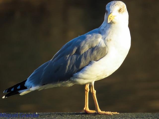 GAVIOTAS EN HONDARRIBIA