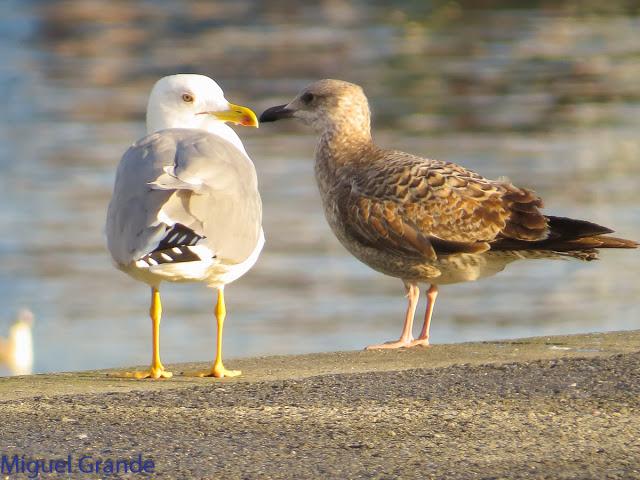 GAVIOTAS EN HONDARRIBIA