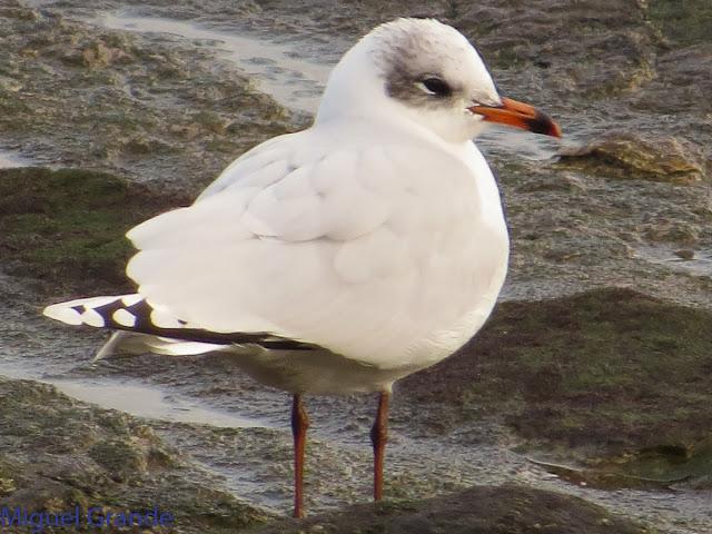 GAVIOTAS EN HONDARRIBIA
