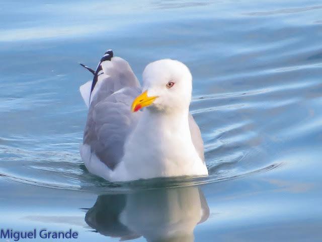 GAVIOTAS EN HONDARRIBIA