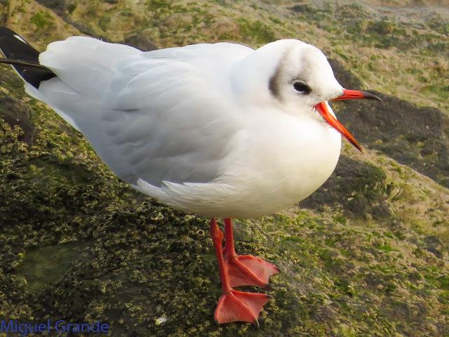 GAVIOTAS EN HONDARRIBIA