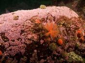 Antiguas algas árticas muestran cambio climático 'anillos árbol'