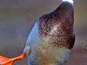 Desangelado,