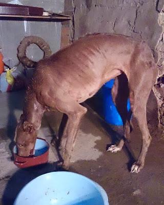 SIKA, OTRA VÍCTIMA DE GALGUEROS. ACOGIDA URGENTE (SALAMANCA)