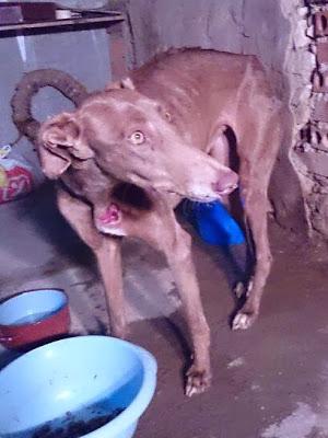 SIKA, OTRA VÍCTIMA DE GALGUEROS. ACOGIDA URGENTE (SALAMANCA)