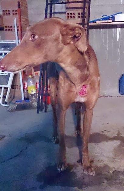 SIKA, OTRA VÍCTIMA DE GALGUEROS. ACOGIDA URGENTE (SALAMANCA)