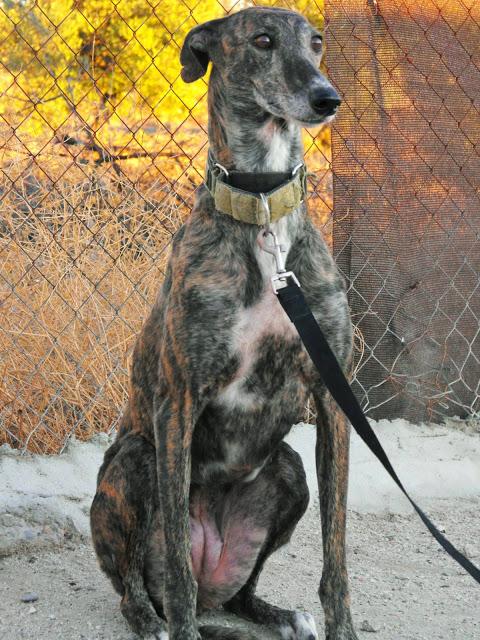 SELVA EN ADOPCIÓN. (MADRID)