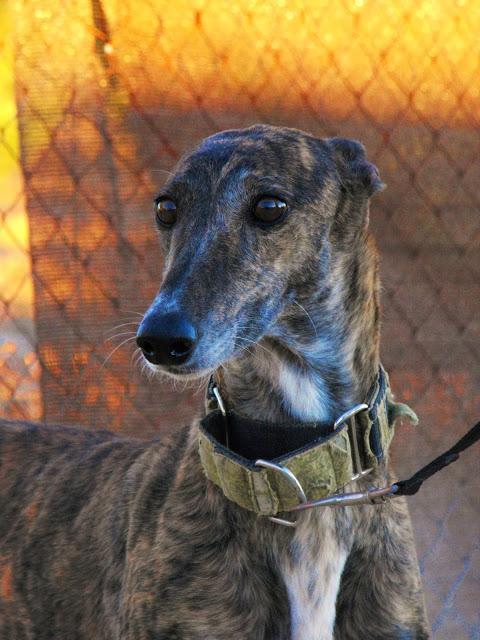 SELVA EN ADOPCIÓN. (MADRID)