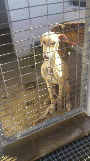 URGENTE PAREJA DE GALGOS EN LOS HUESOS.