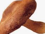 Setas shiitake refuerzan sistema inmune: combate catarro