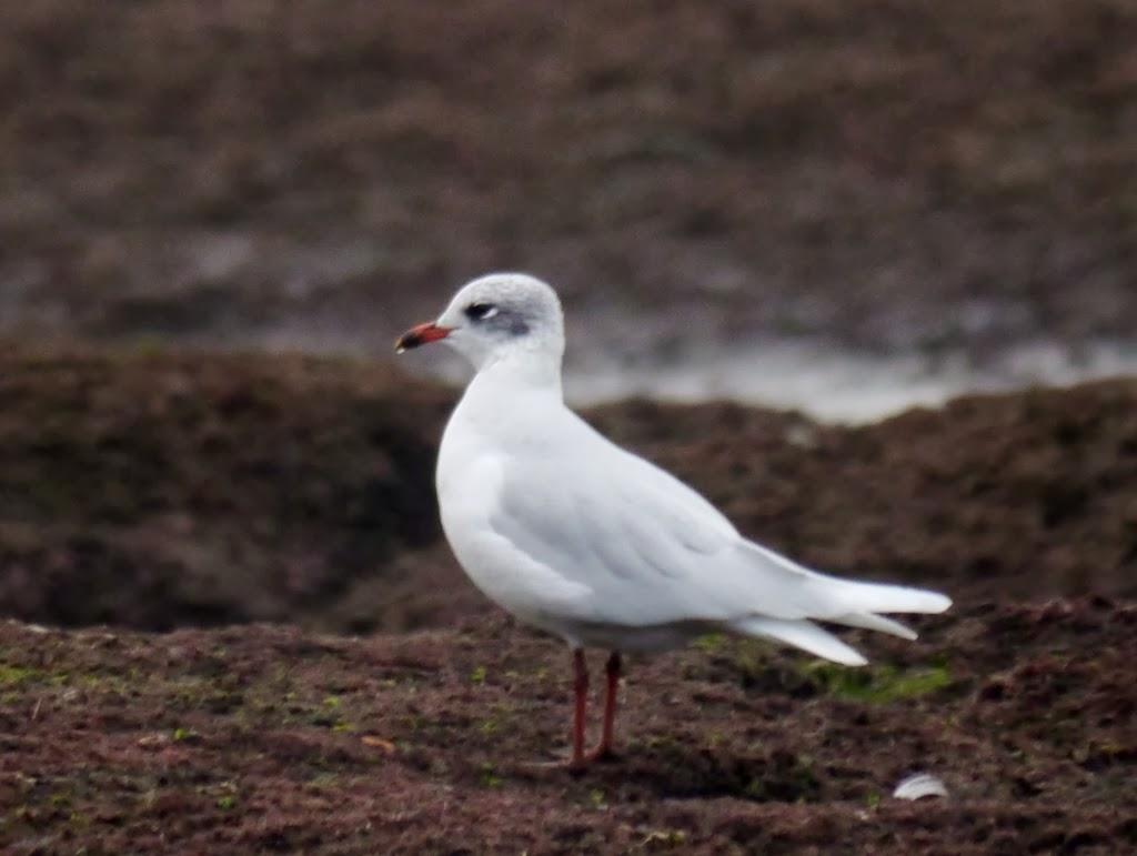 Las primeras cabecinegras