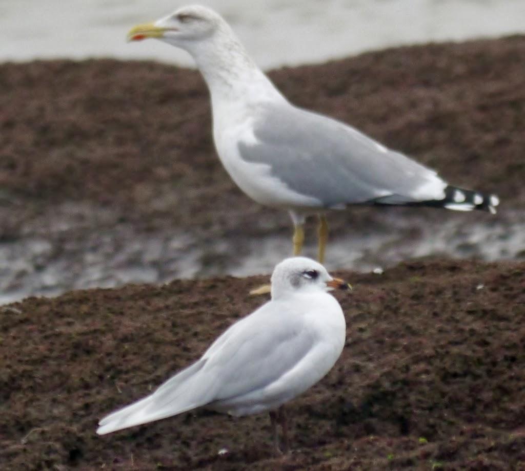 Las primeras cabecinegras