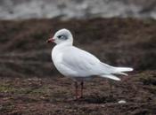 primeras cabecinegras