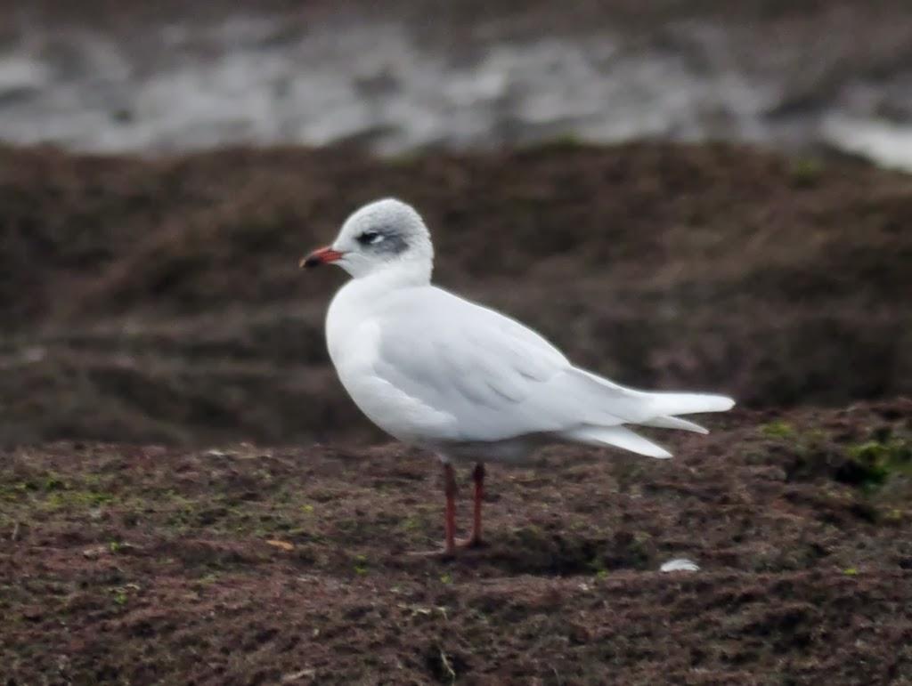 Las primeras cabecinegras