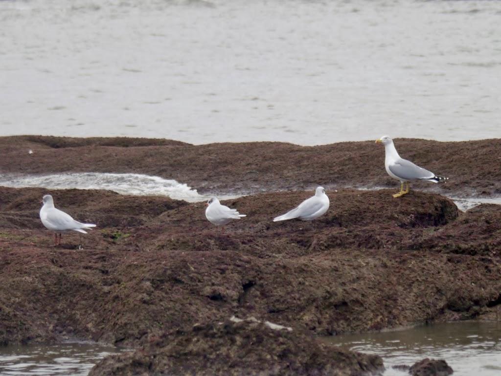Las primeras cabecinegras