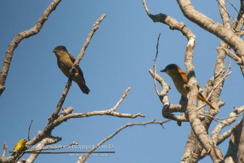 Anambé grande (Crested Becard) Pachyramphus validus