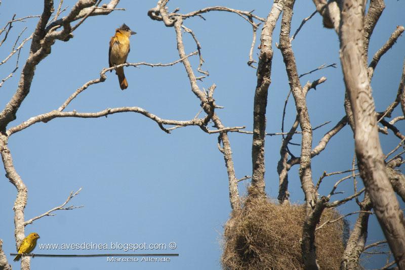 Anambé grande (Crested Becard) Pachyramphus validus