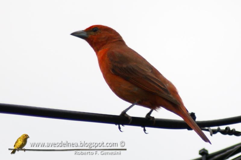 Fueguero común (Hepatic Tanager) Piranga flava
