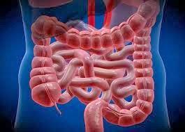 Síndrome del Intestino Corto, ¿qué es y cómo tratarlo? I