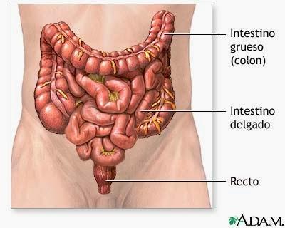 Síndrome del Intestino Corto, ¿qué es y cómo tratarlo? I