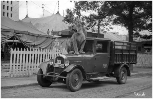 La leona Sheriff se escapa del Circo Americano, foto de Miguel Urech, Madrid, 1956.