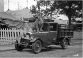 La leona Sheriff se escapa del Circo Americano, foto de Miguel Urech, Madrid, 1956.