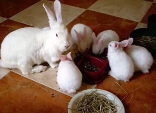 Az De la maternidad: N de familia Numerosa