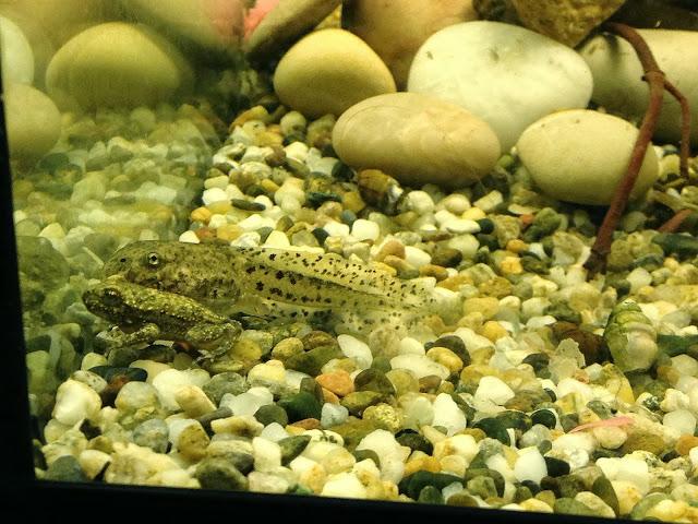 Enmendando errores y bimbos a estas alturas de mi vida