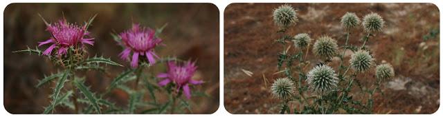 Últimas noticias | Acuario de agua dulce y últimas salidas de campo