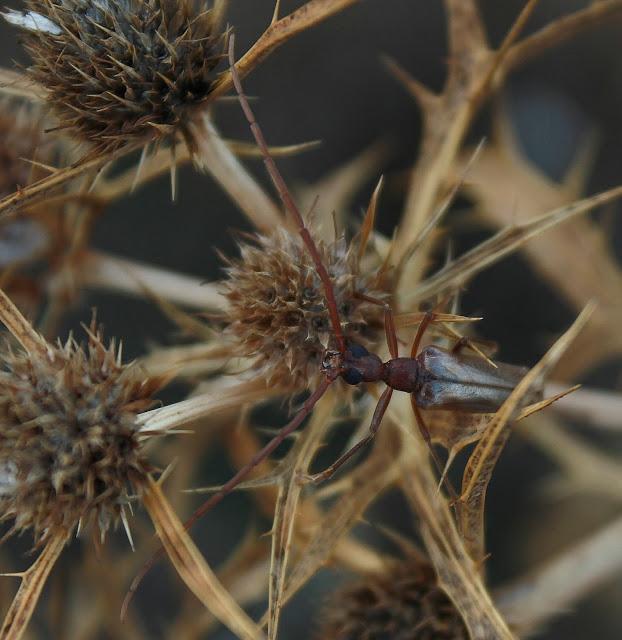 Últimas noticias | Acuario de agua dulce y últimas salidas de campo