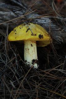 Últimas noticias | Acuario de agua dulce y últimas salidas de campo