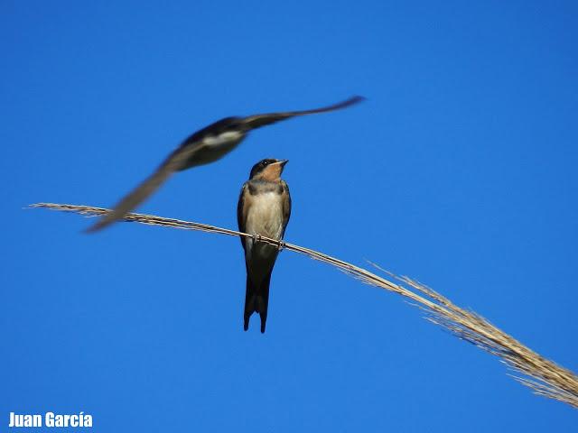 Juan y la retama del Sur