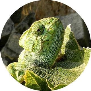 Juan y la retama del Sur