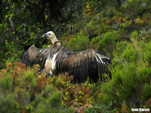 Juan y la retama del Sur