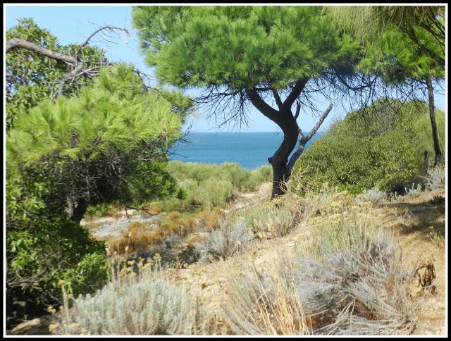 Juan y la retama del Sur