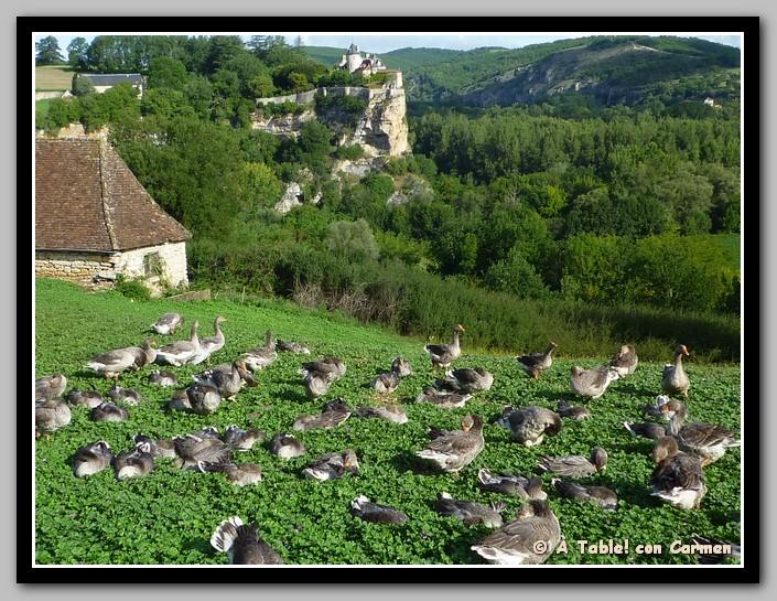 Todo sobre el Foie Gras: Origen, Preparación y Recetas