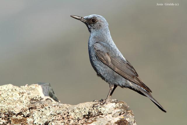 ROQUERO SOLITARIO