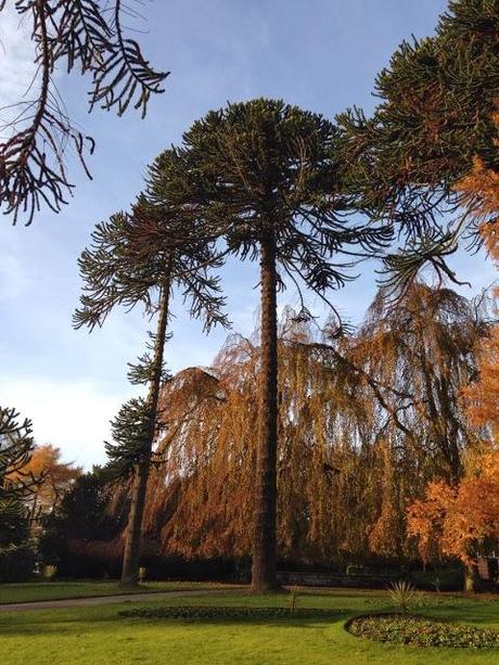 Araucaria araucana en Sewerby Hall and Gardens